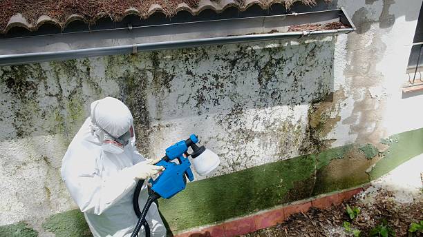 Top rated local Bathroom Mold Removal specialists in Wylie, TX